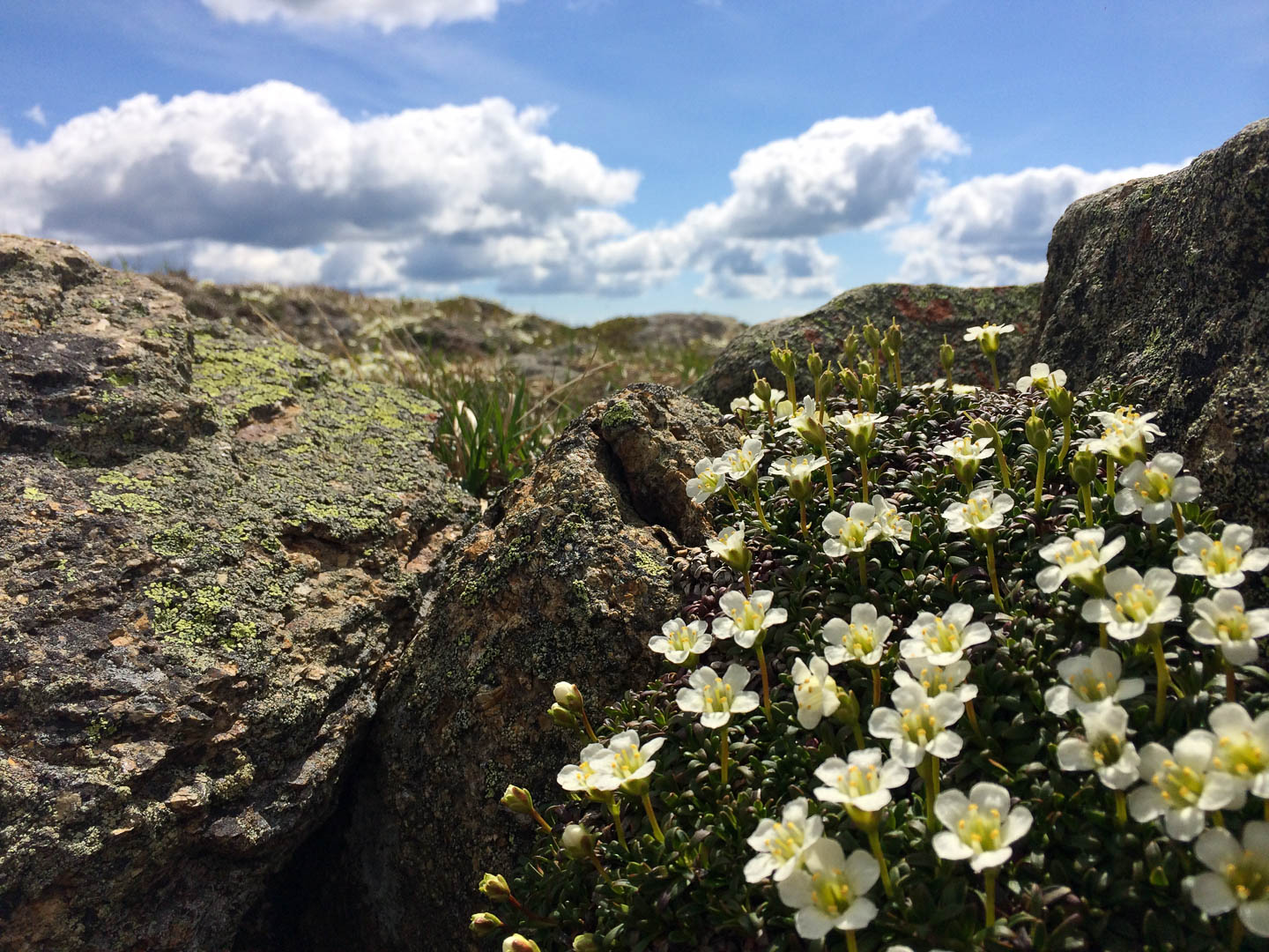 Spring time flouwers blooming on Mount Lafayette