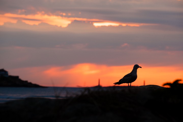 Silhouette of seagull on the rocks at sunrise 