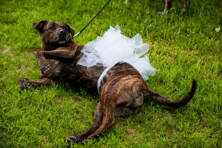 wedding pup poses in her white doggie tutu before the ceremony 