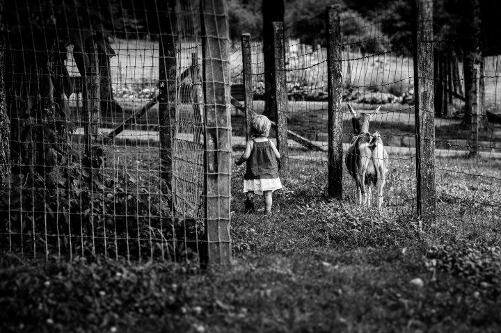 little girl with a goat walking away from the camera during her portrait session