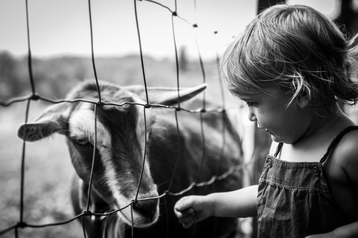 little girl visits with a goat during her baby portrait session 