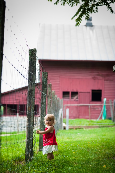 little girl waits for the goats to come visit during her portrait photography session 