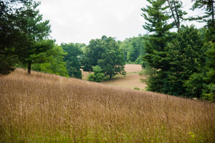 picture of the gorgeous fields at the Carl Sandburg home which is a perfect spot for wedding or family portraits