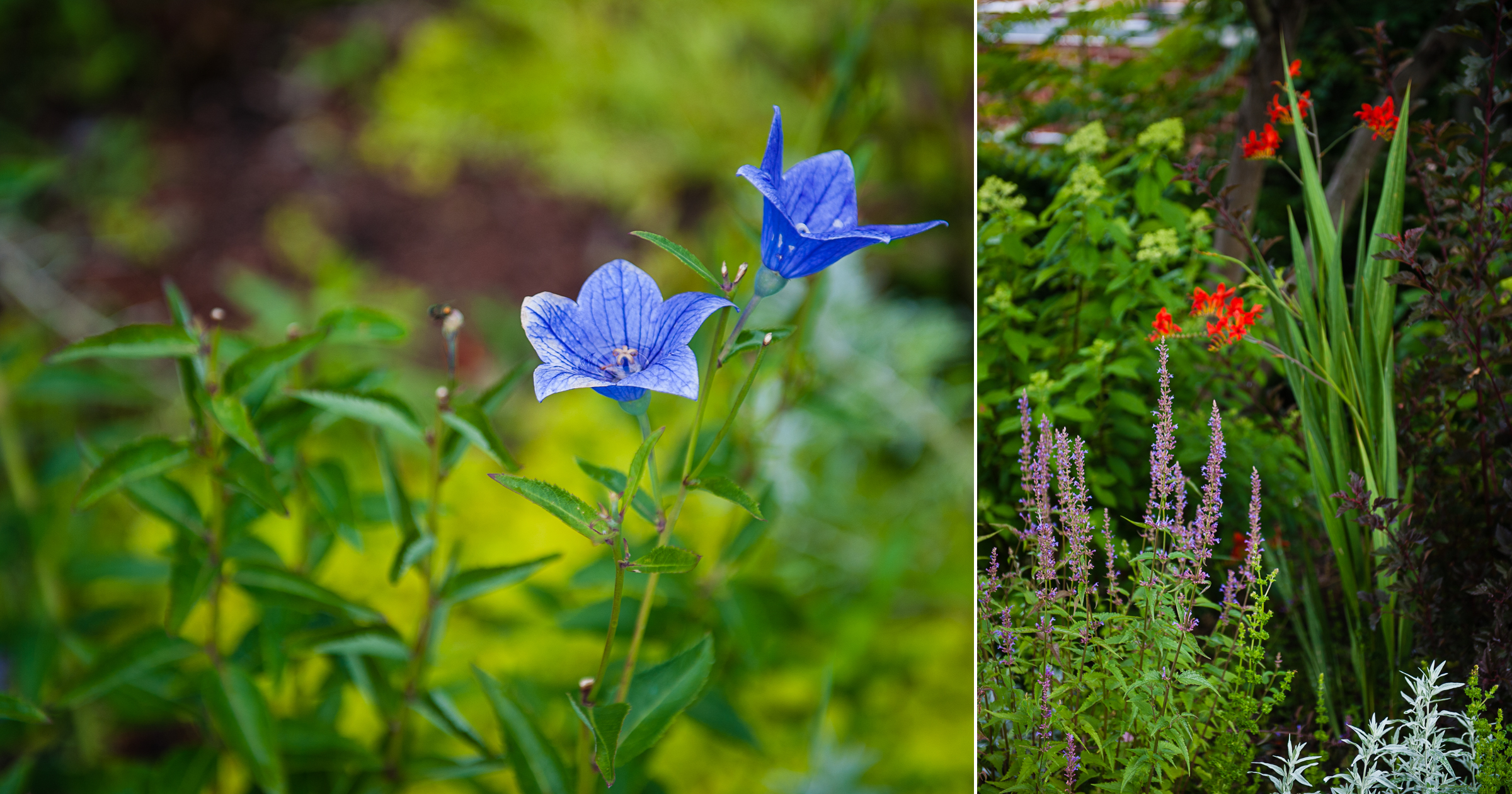 gorgeous flowers in the garden outside Floras studio