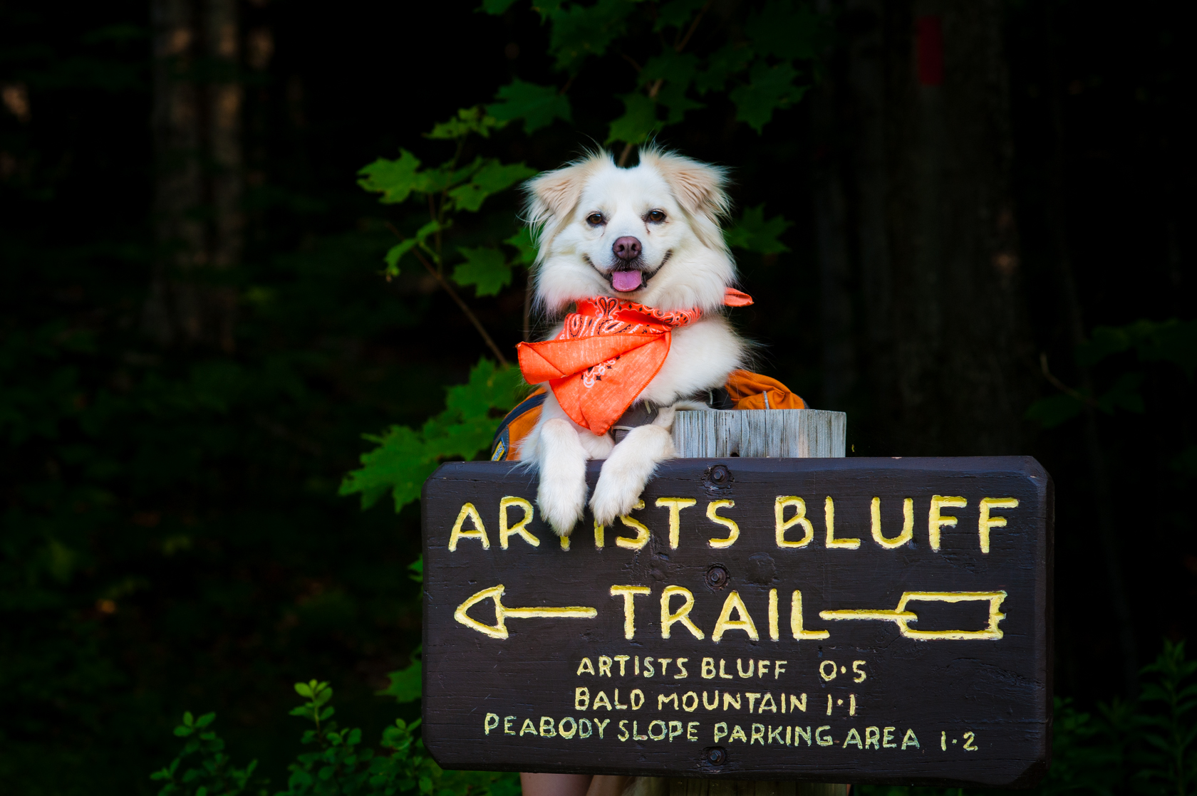 adventurous dog prepared for a mountain hike