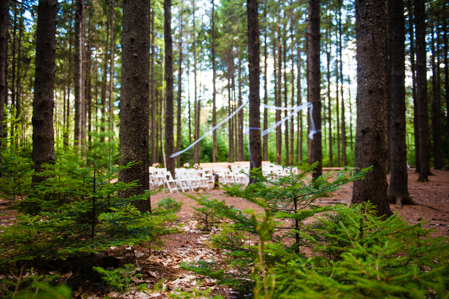 Chairs for the ceremony were placed in a gorgeous stand of pine trees