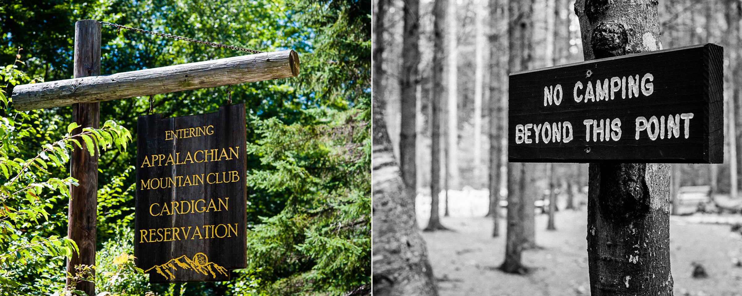 AMC Cardigan Lodge signs with the forest in backdrop 