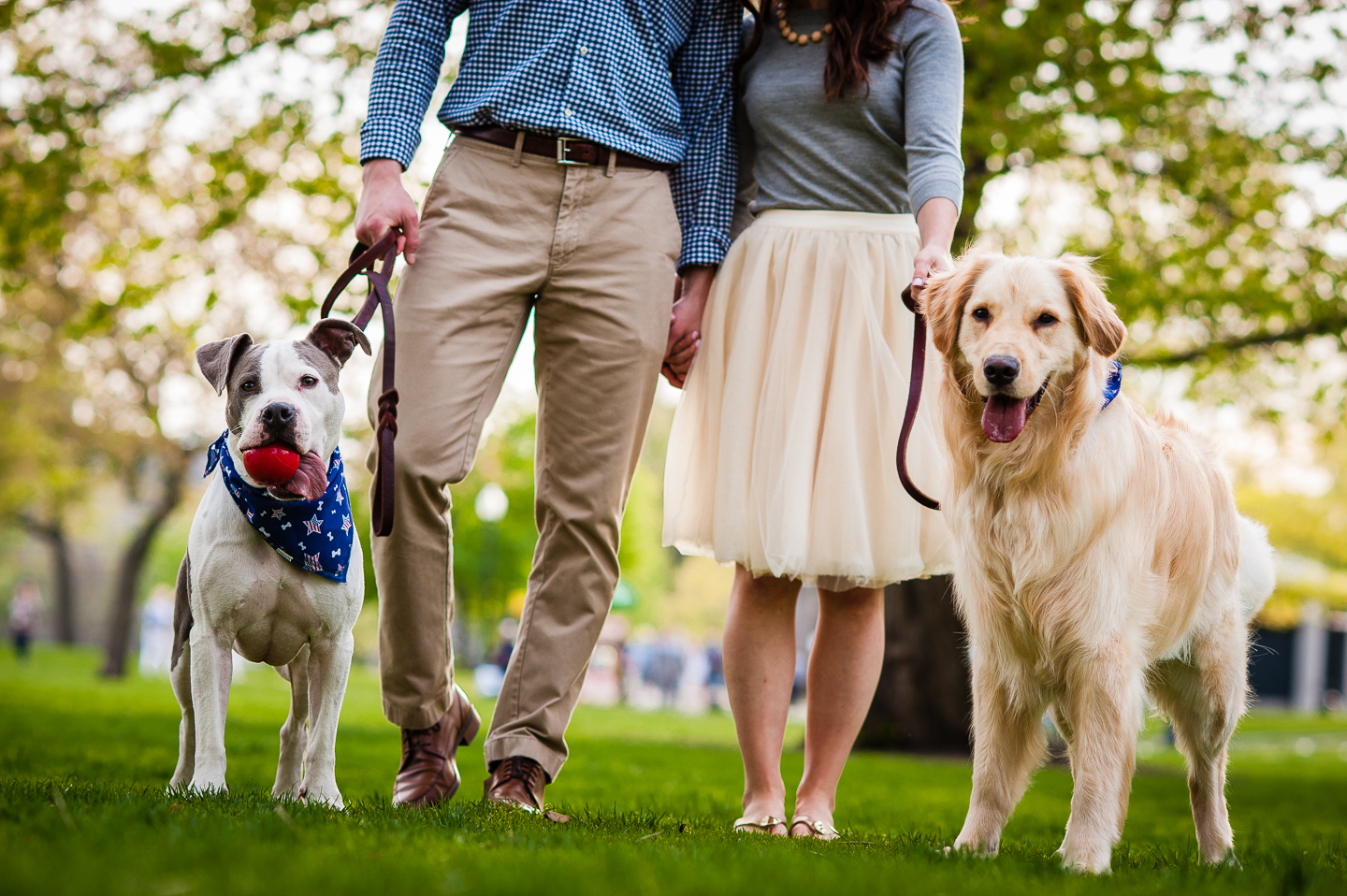 two dogs with owners during boston engagement session