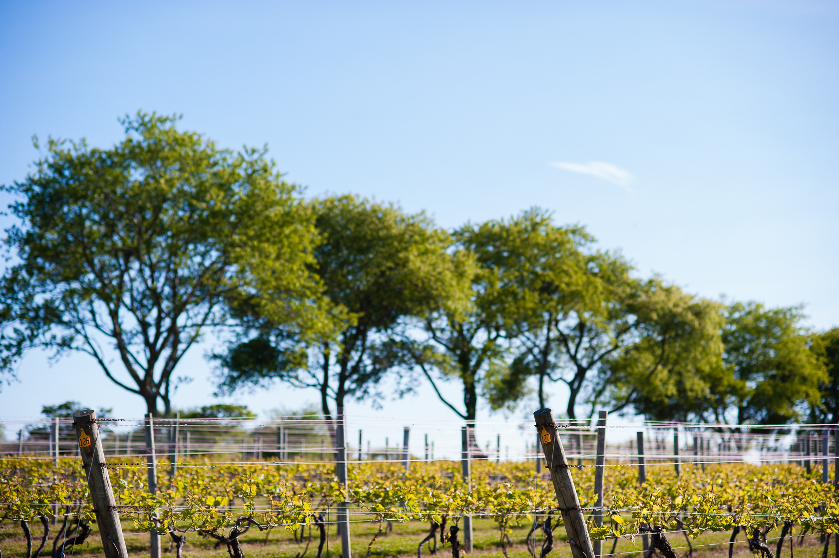 gorgeous vineyard was the setting for this summertime vineyard wedding 