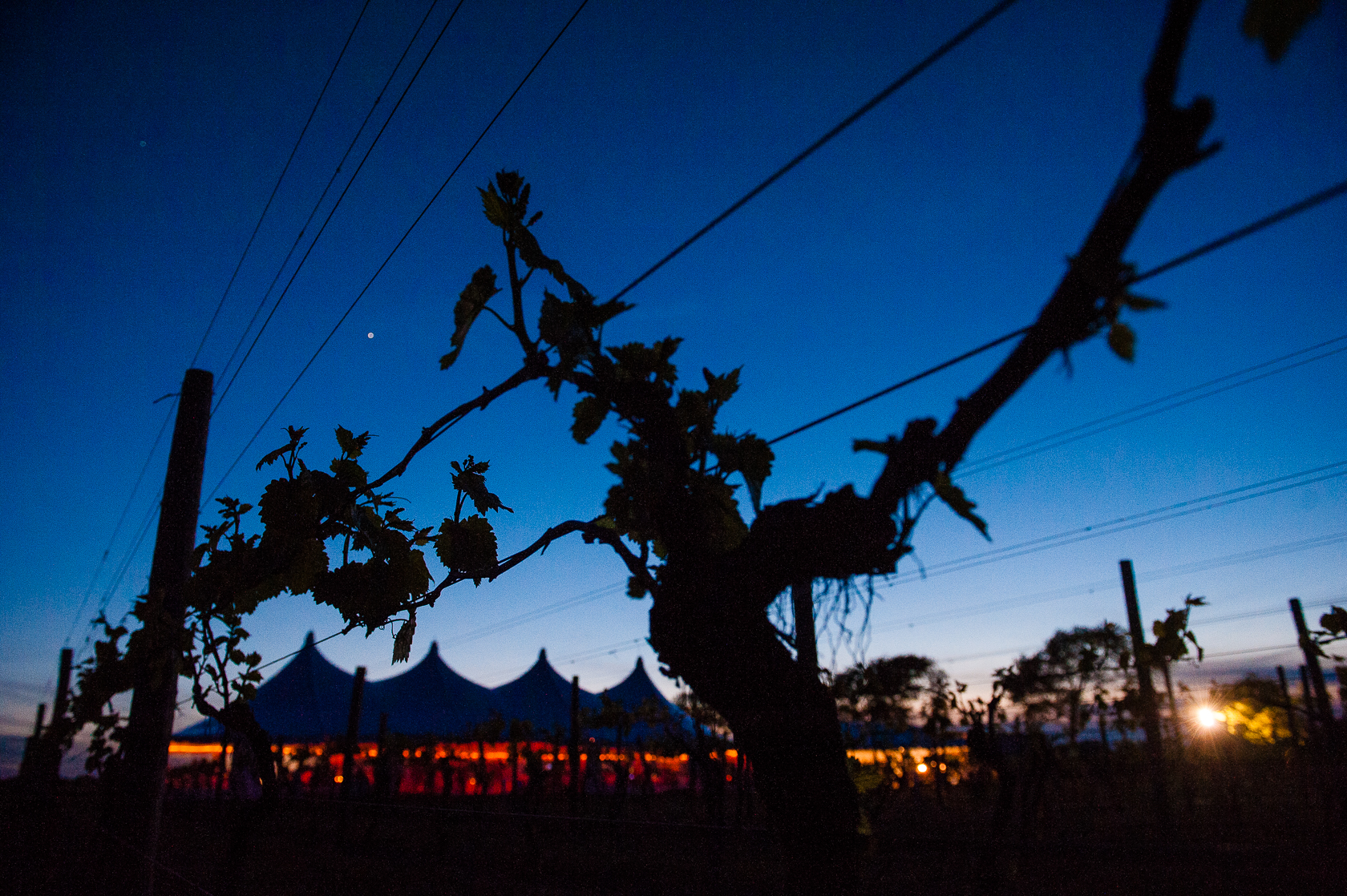 silhouette of  tented winery wedding 