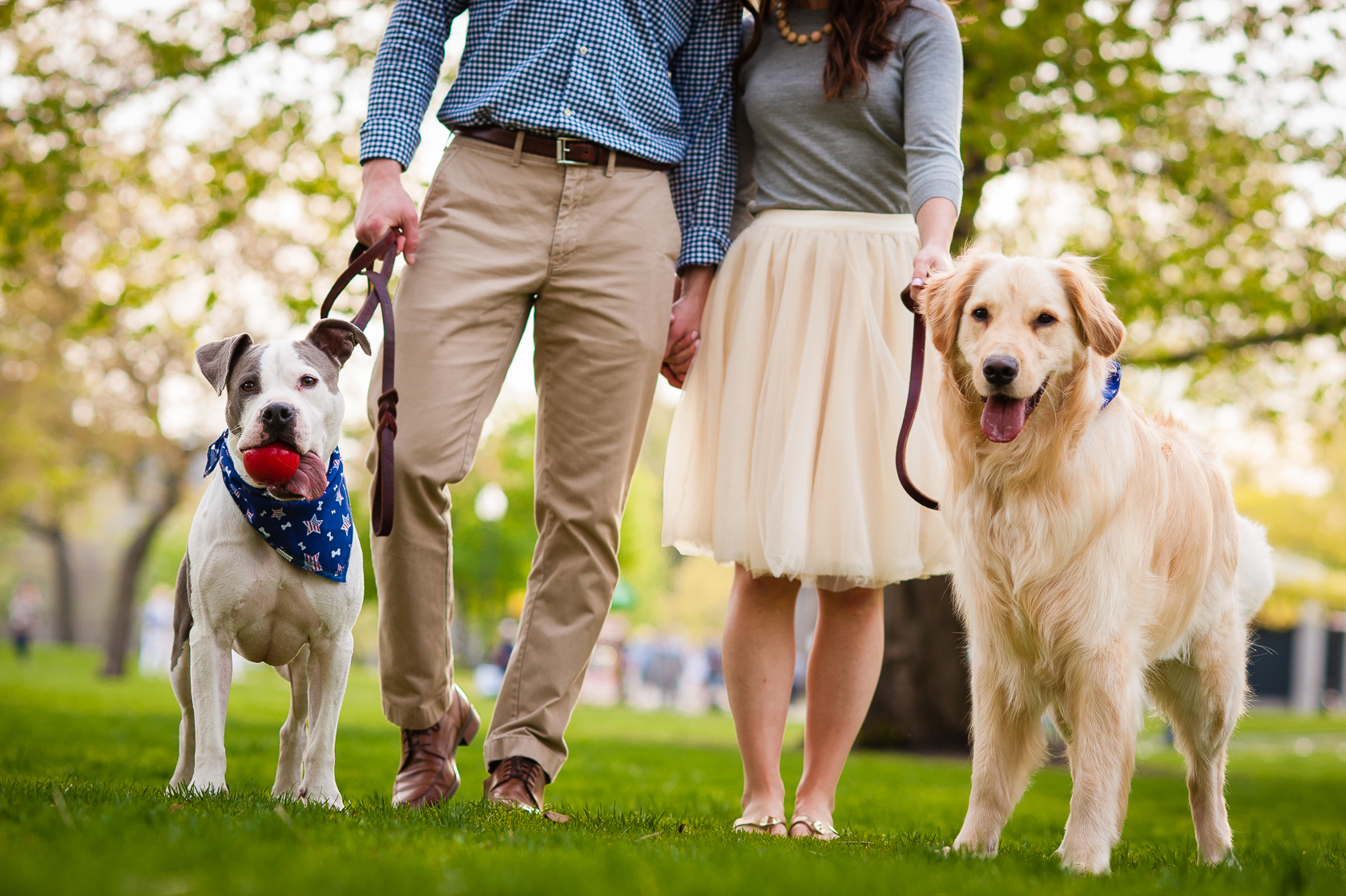 Two dogs posing for engagement photos at park 