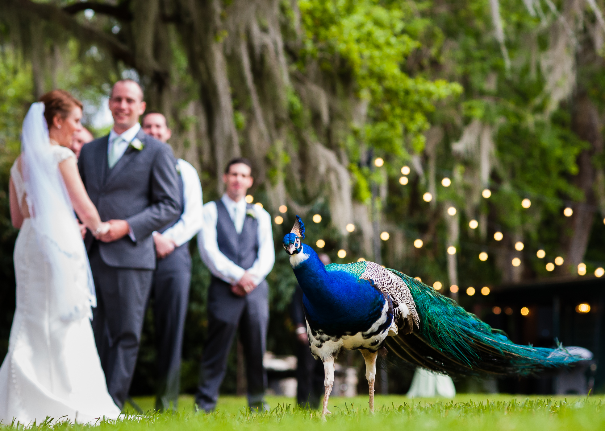 gorgeous peacock parades during a wedding ceremony at Magnolia Plantation in Charleston