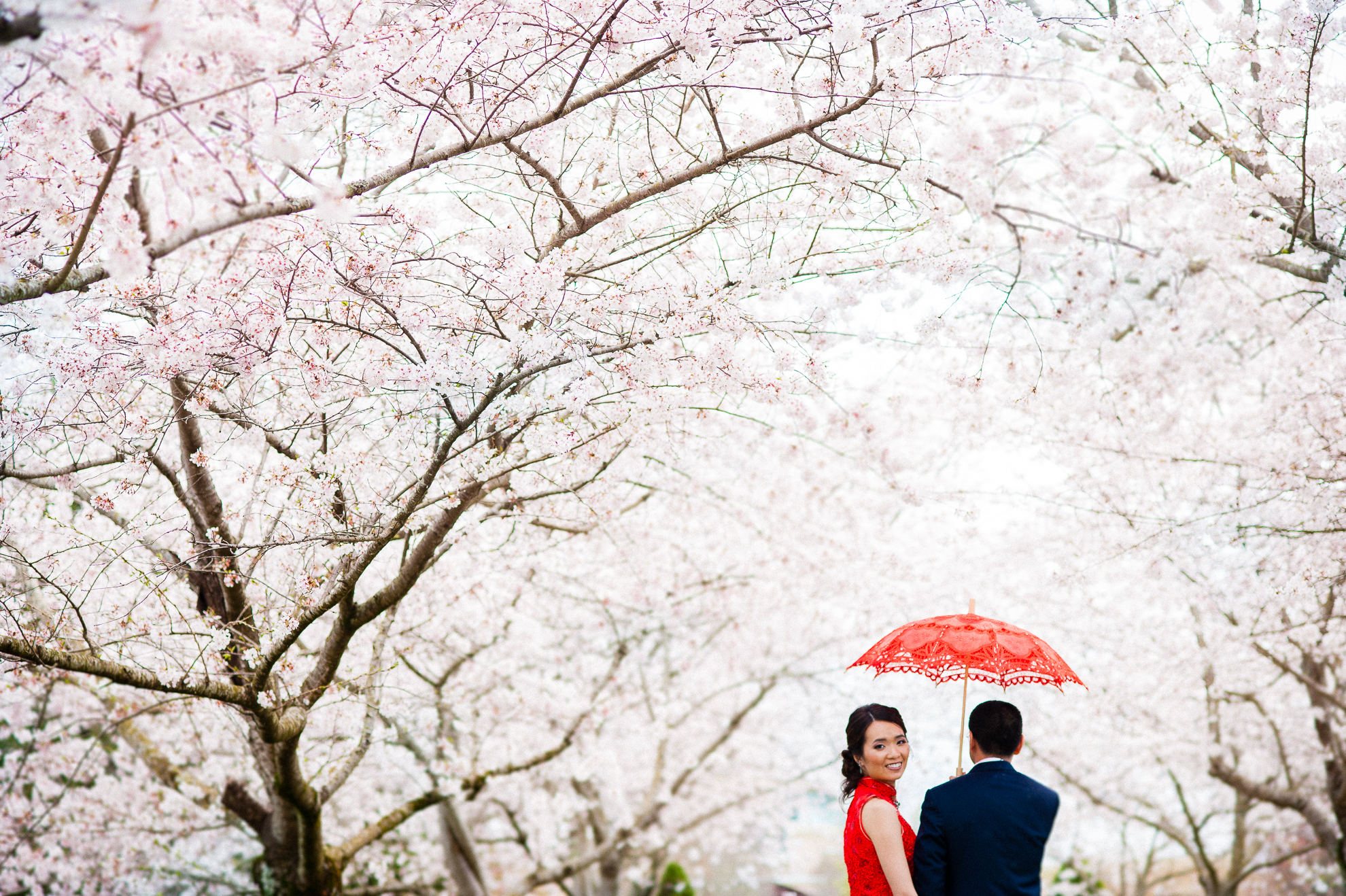 chinese wedding portrait under cherry trees