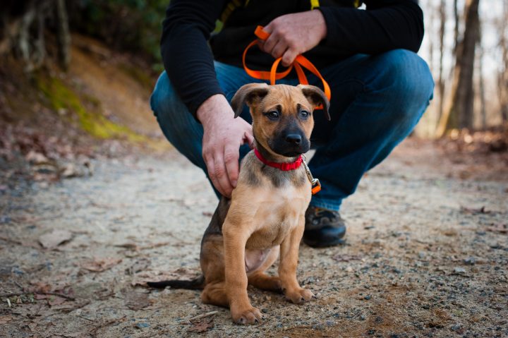 asheville dog adventure photographer