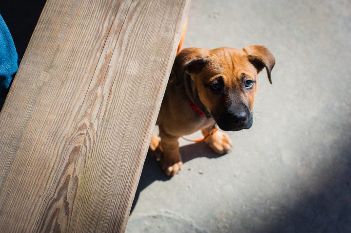 asheville pet photographer