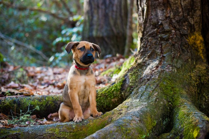 tryon pet photographer