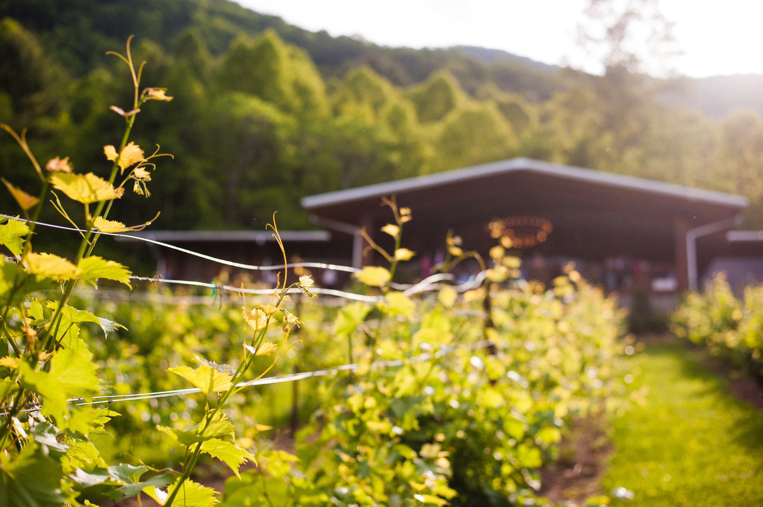 the vineyards at bettys creek reception lodge in the mountains 