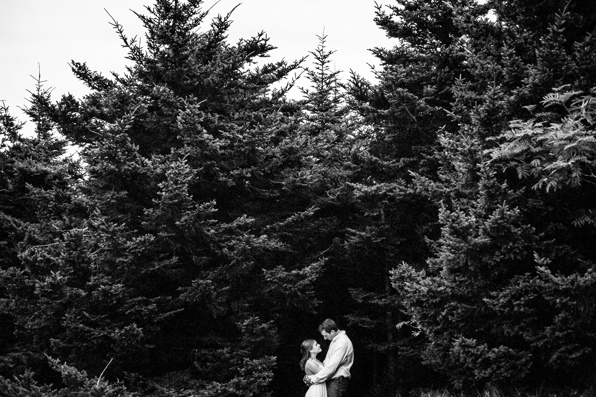 couple embraces in front of pine trees on roan mountain 