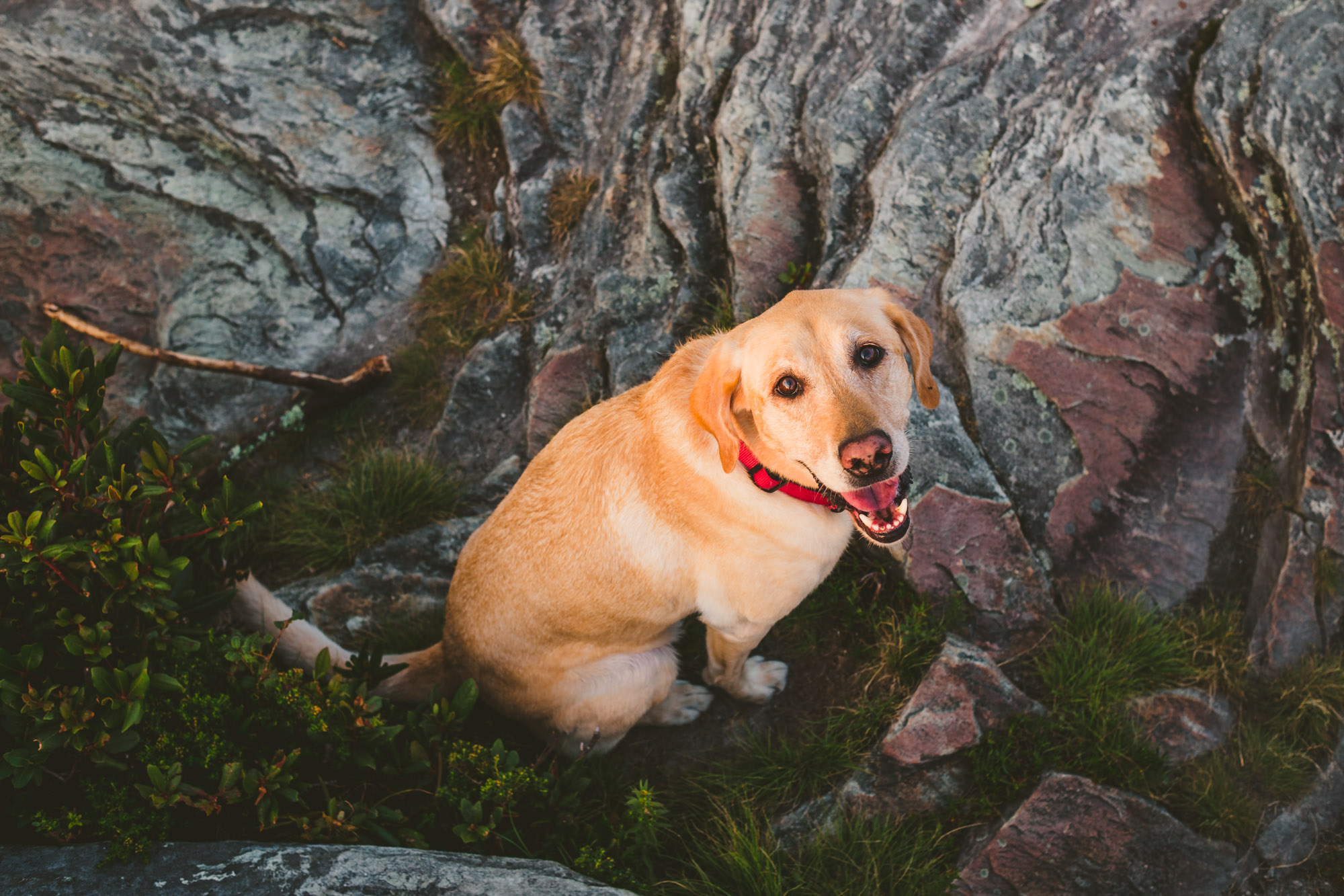Dog on Hawksbill Mountain